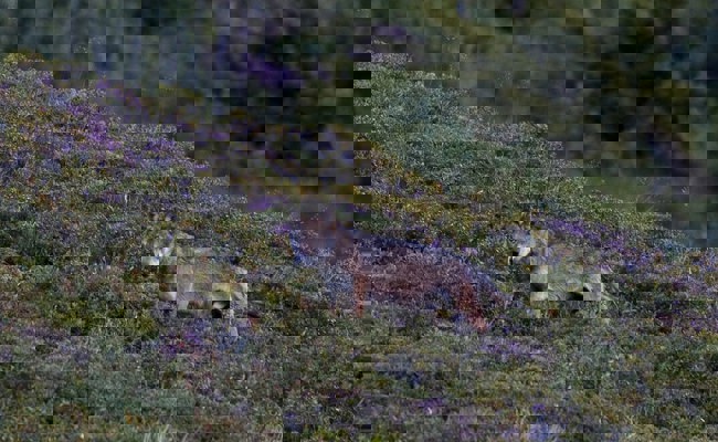 Der Wolf ist zurück: Doch die Landwirte wollen ihn hier nicht haben