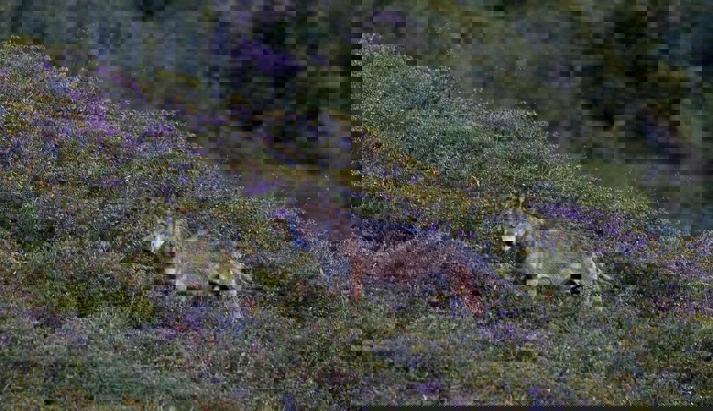  Der Wolf ist zurück und besiedelt das Toggenburg. 