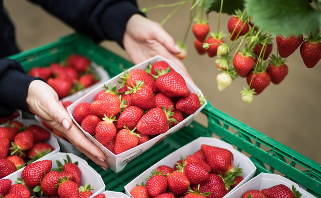 Nicht einmal Erdbeeren sind mehr vor Dieben sicher