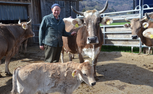 Hier werden Kühe glücklich alt: Spätes Mutterglück in der Lentschera