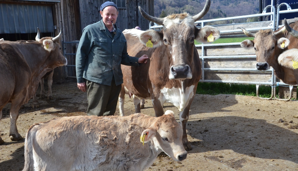 Hier werden Kühe glücklich alt: Spätes Mutterglück in der Lentschera