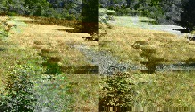 Neophyten: Es braucht keine Ausrottung, sondern ein Gleichgewicht unter den Pflanzen