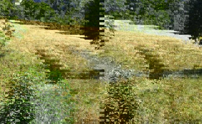 Neophyten: Es braucht keine Ausrottung, sondern ein Gleichgewicht unter den Pflanzen