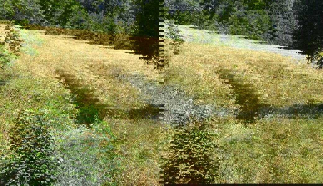  Die Dominanz des Berufskrautes in Gerbenweid, Alt-St. Johann, aufgenommen im August 2019. 