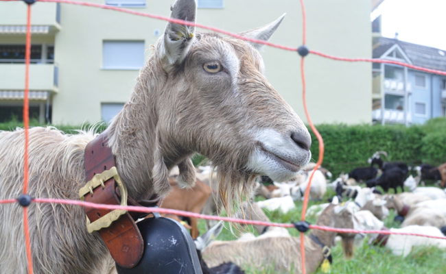 Die Ziegen sind zurück im Tal: Den Sommer wohlbehütet auf Malschüel verbracht