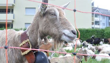 Die Ziegen sind zurück im Tal: Den Sommer wohlbehütet auf Malschüel verbracht