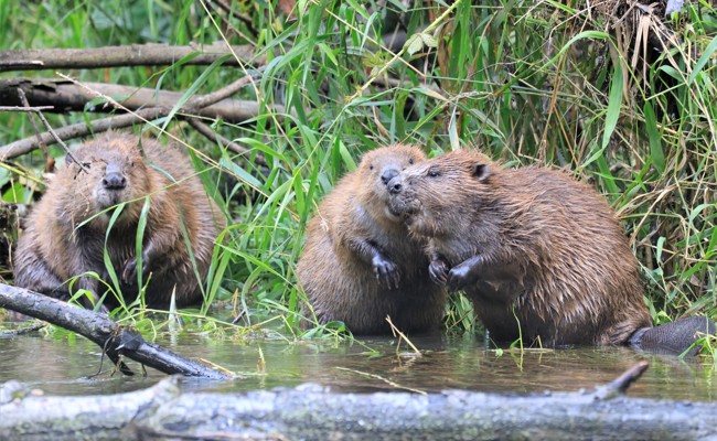 Biber hat sich im Kanton rasch ausgebreitet – darüber herrscht nicht nur Freude