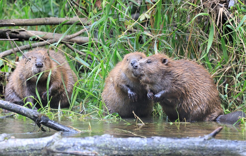 Biber Peter Eggenberger
