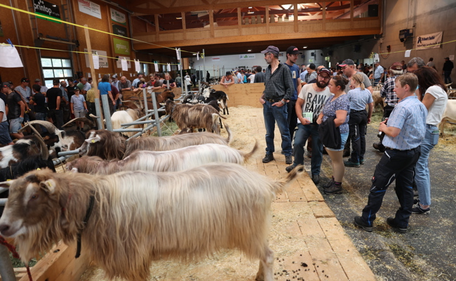 Nichts zu meckern in Sargans – Rund 300 Böcke und Geissen messen sich