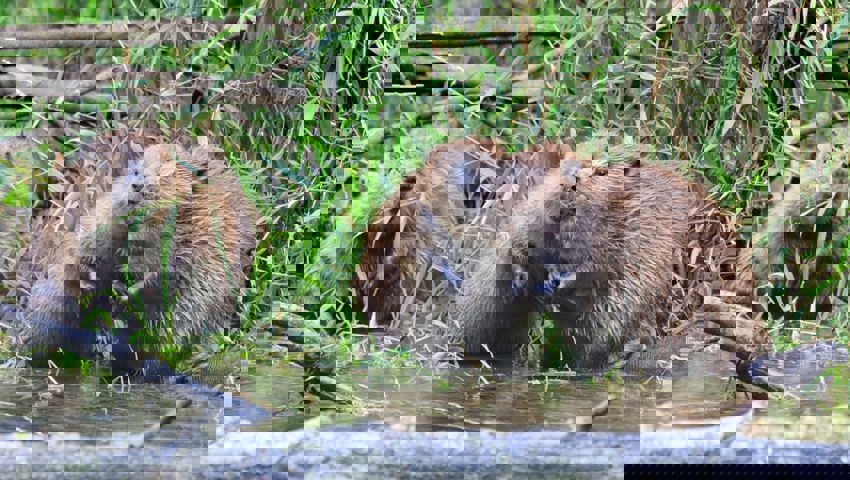  Die Bauwerke von Bibern machen gelegentlich Probleme. 