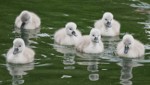 Attraktion am See: Mit den Eltern auf Erkundungstour