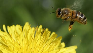Grosses Interesse: «Für neue Imker kann es eine Herausforderung sein, einen Standort zu finden»