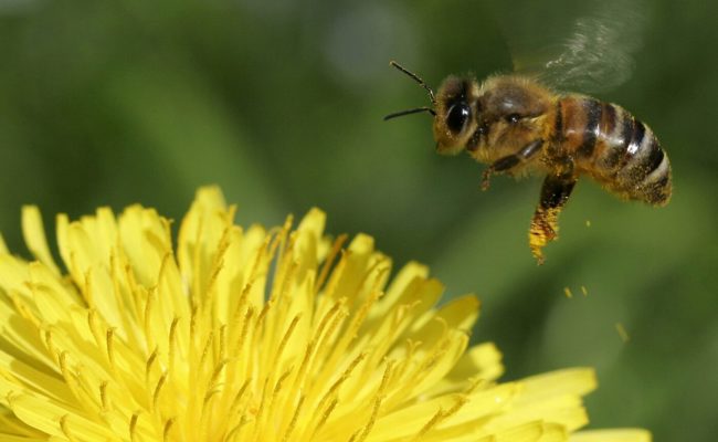 Grosses Interesse: «Für neue Imker kann es eine Herausforderung sein, einen Standort zu finden»