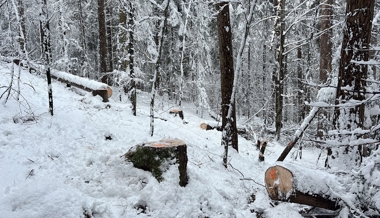 21 Bäume illegal gefällt: Polizei ermittelt drei Jugendliche