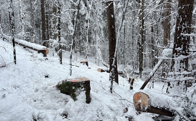 21 Bäume illegal gefällt: Polizei ermittelt drei Jugendliche