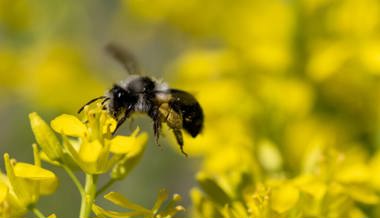Den Bienen was Gutes tun: Mehr Blühflächen für sie zu schaffen können alle