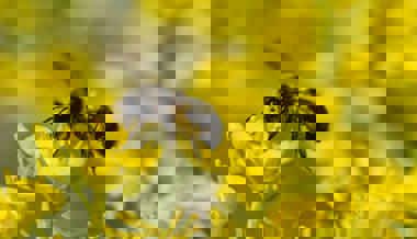 Den Bienen was Gutes tun: Mehr Blühflächen für sie zu schaffen können alle