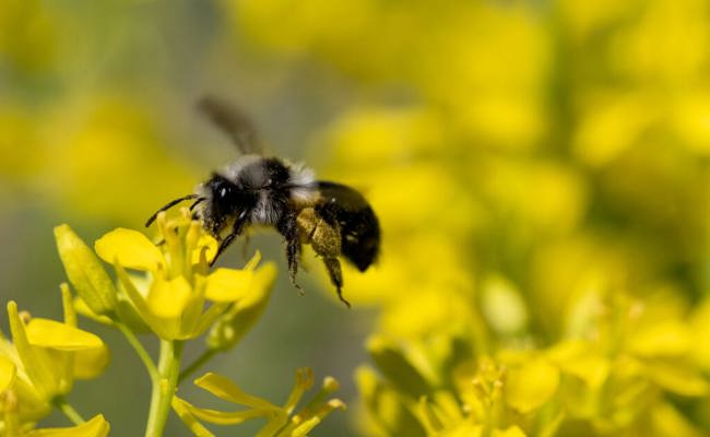 Den Bienen was Gutes tun: Mehr Blühflächen für sie zu schaffen können alle