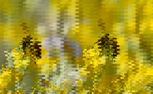 Den Bienen was Gutes tun: Mehr Blühflächen für sie zu schaffen können alle