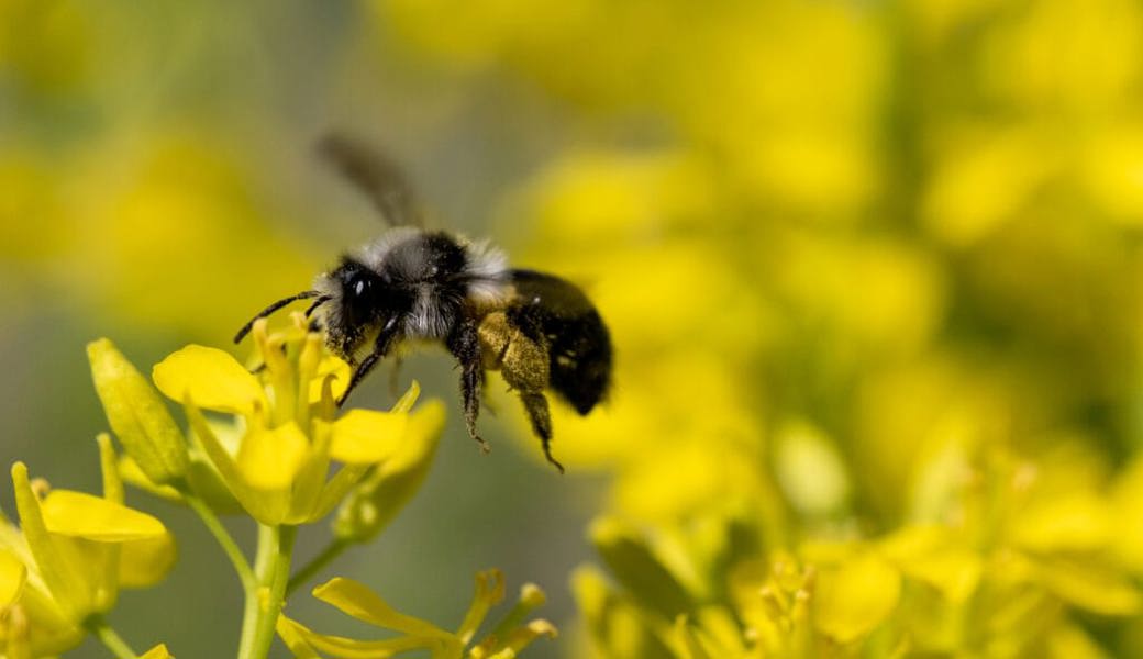 Den Bienen was Gutes tun: Mehr Blühflächen für sie zu schaffen können alle