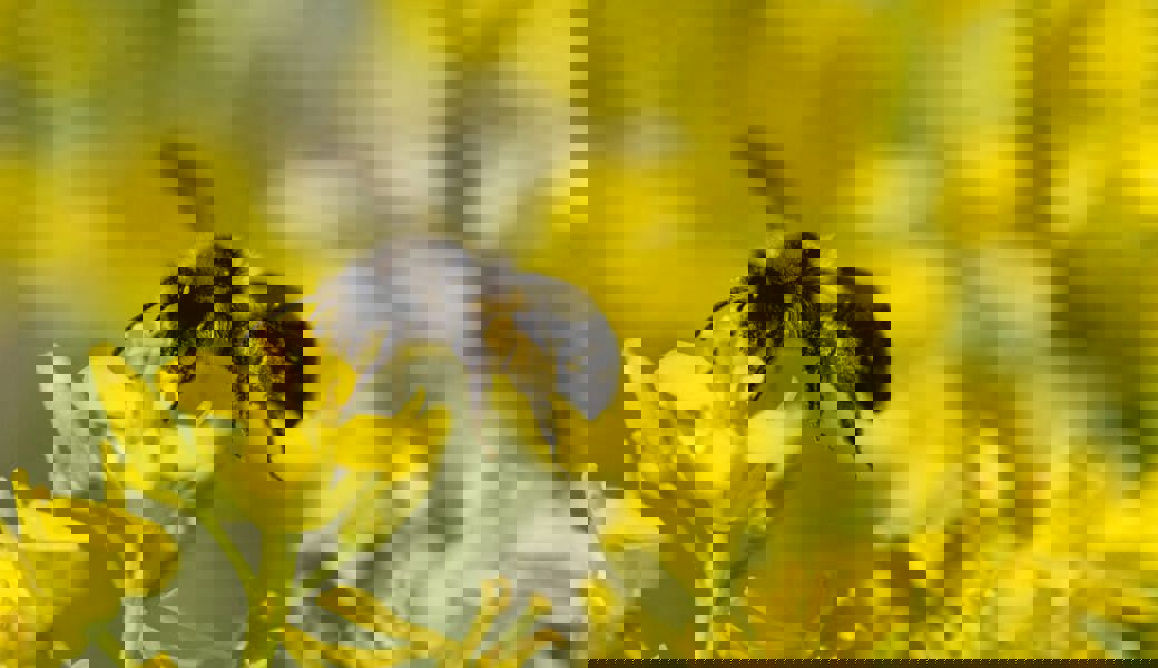  Wildbienen, wie hier die Graue Sandbiene, sind auf ein vielfältiges Nahrungsangebot angewiesen. 