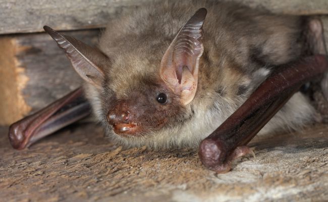Auf der Suche nach dem Mausohr im Gamser Kirchenschiff