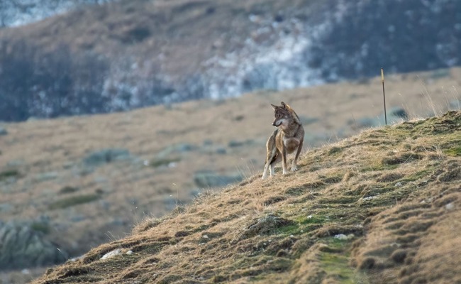 «Eltern sorgen sich um ihre Kinder»: Alpwirtschaftlicher Verein fordert Regulierung des Wolfs