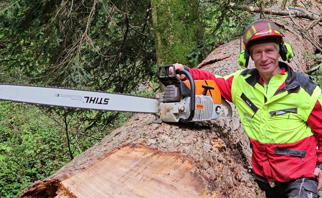 Abgestorben und morsch: Die Schibentanne ob Gams wurde gefällt