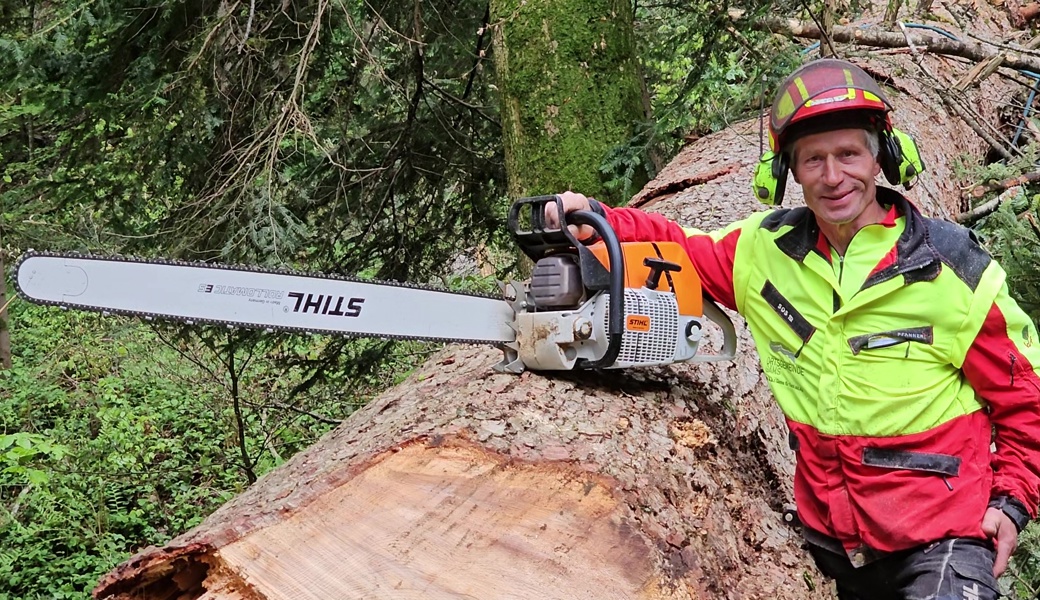 Abgestorben und morsch: Die Schibentanne ob Gams wurde gefällt