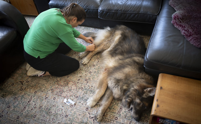 Sie sticht Nadeln in einen altdeutschen Schäfer: Eine Tierärztin aus dem Toggenburg behandelt Patienten mit TCM