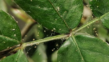 Gartentipp: Miniartisten auf Rosen gebettet