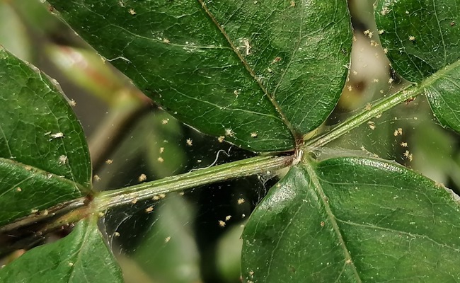 Gartentipp: Miniartisten auf Rosen gebettet