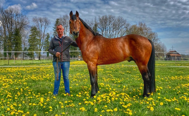 Zuchthengst Nejack ist tot – er wurde stolze 29 Jahre alt
