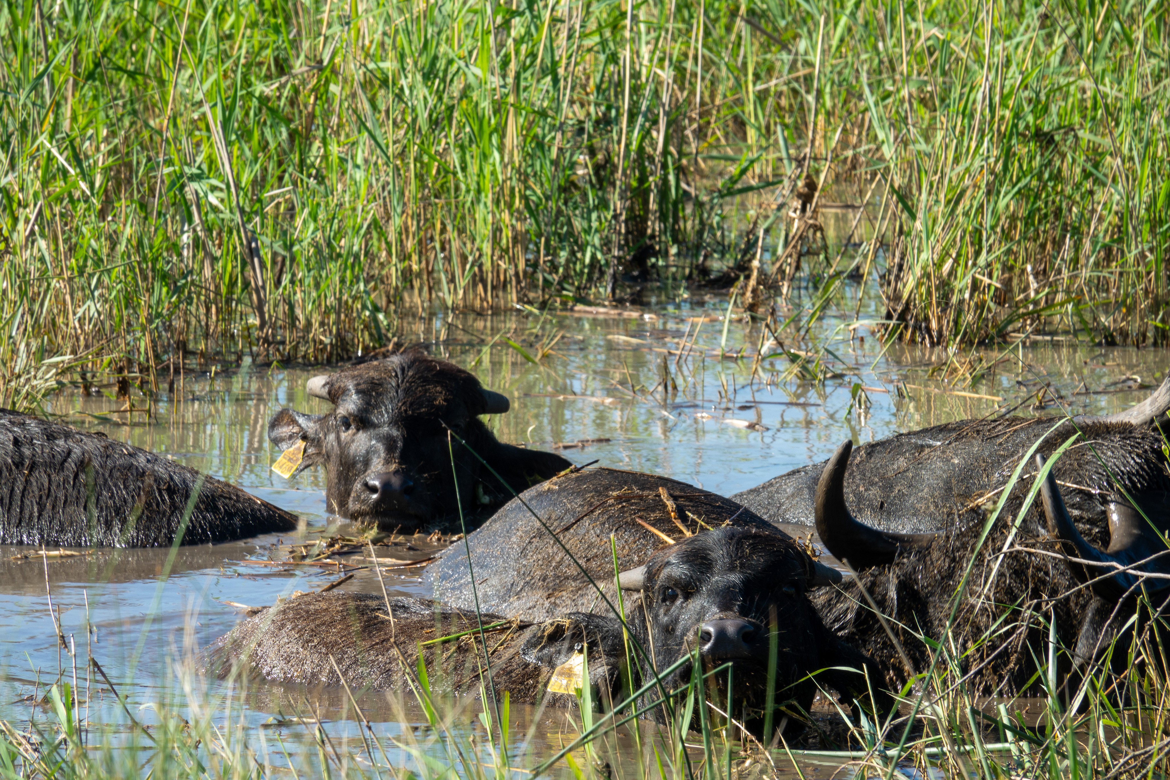 Wasserbüffel fördern seltene Arten im Naturschutzgebiet Spitzmäder