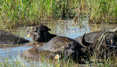 Wasserbüffel fördern seltene Arten im Naturschutzgebiet Spitzmäder