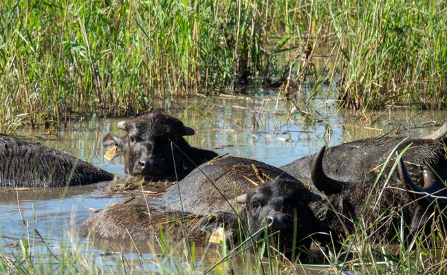 Wasserbüffel fördern seltene Arten im Naturschutzgebiet Spitzmäder