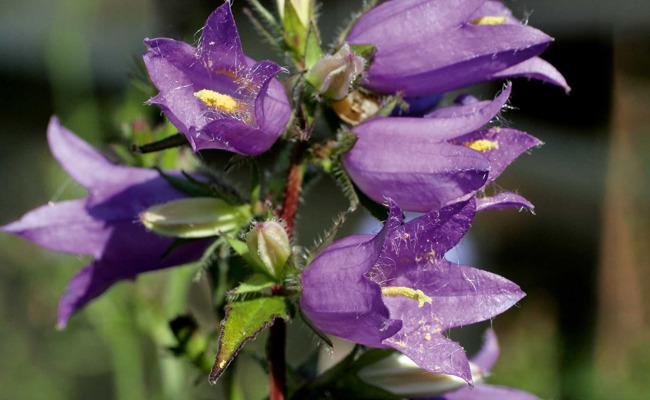 Wildstaude des Jahres: Hübsch, aber mit allen Wassern gewaschen