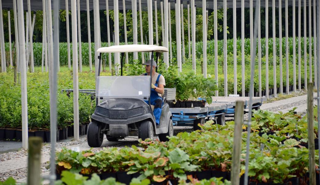 Die Lubera AG in Buchs erstreckt sich über eine Fläche von gut 13 Hektaren. Da greift man gerne einmal auf einen fahrbaren Untersatz zurück, um die Distanzen zurückzulegen. Die Lubera AG in Buchs erstreckt sich über eine Fläche von gut 13 Hektaren. Da greift man gerne einmal auf einen fahrbaren Untersatz zurück, um die Distanzen zurückzulegen.