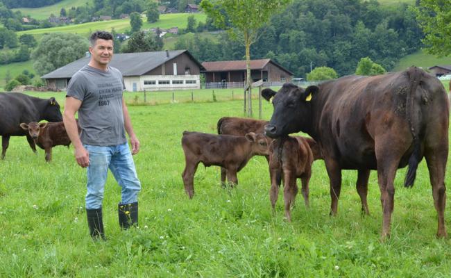 Vom Acker in die Gourmetküche: Exklusives Fleisch von japanischen Wagyu-Rindern