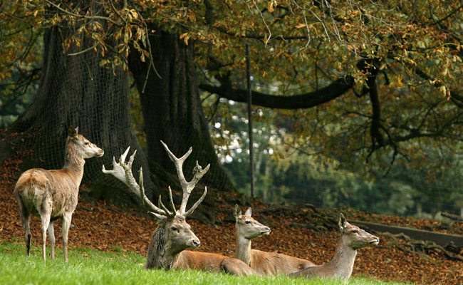 «Rotwild kann nicht auf Bestellung erlegt werden»