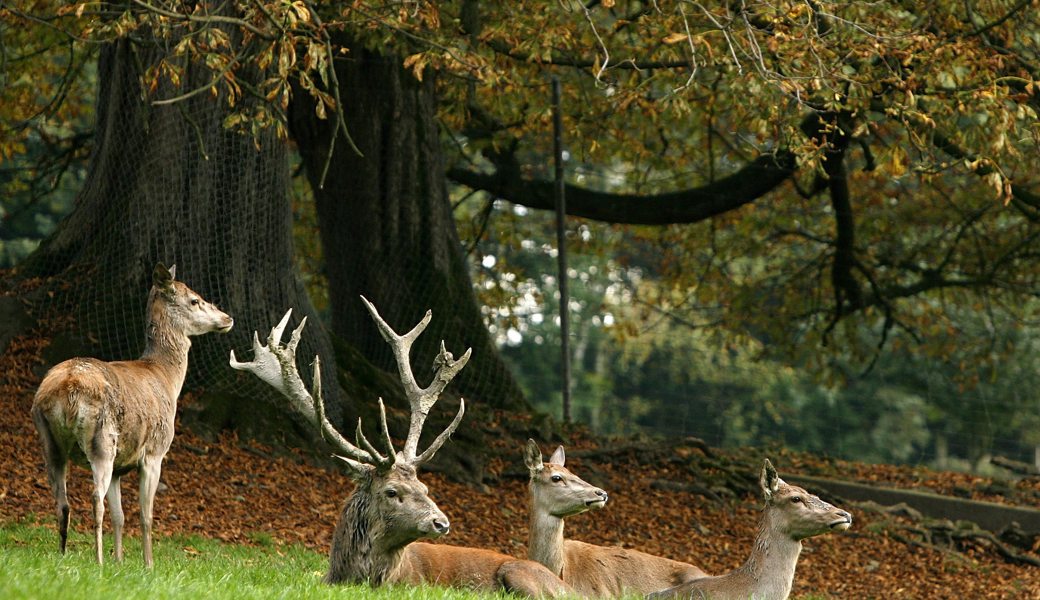 In Schutzwaldregionen soll mehr Rotwild geschossen werden. (Diese hier leben allerdings in einem Tierpark.)