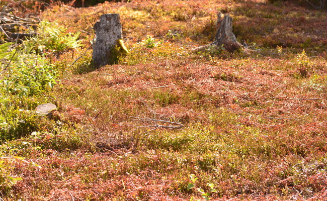 Hochmoor Hüttenbüel: Kantonale Schutzmassnahmen sorgen für Vogelplage