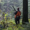 59 Prozent aller Abschüsse: Region ist Hochburg für Wildschweinjagd