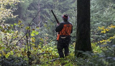 59 Prozent aller Abschüsse: Region ist Hochburg für Wildschweinjagd