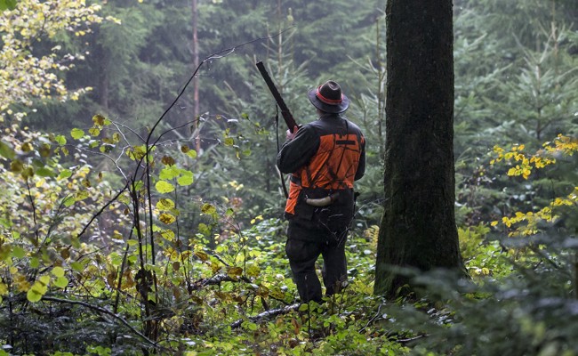 59 Prozent aller Abschüsse: Region ist Hochburg für Wildschweinjagd