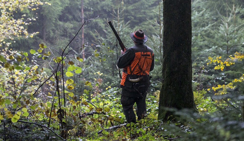 In den 15 Jagdrevieren der W&O-Region wurden 2025 mehrere Hundert Wildtiere erlegt.