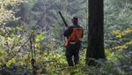 59 Prozent aller Abschüsse: Region ist Hochburg für Wildschweinjagd