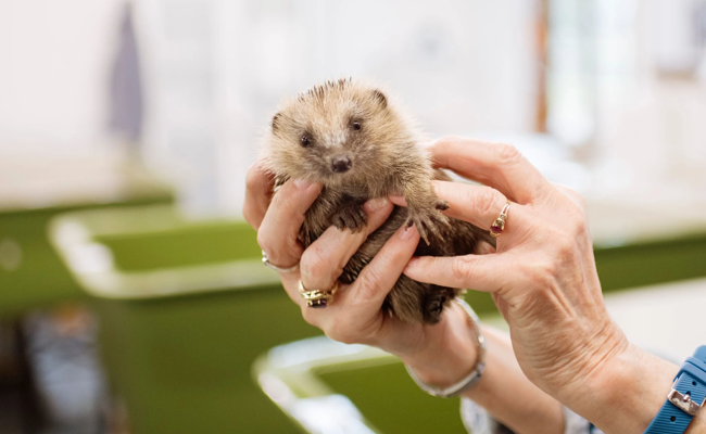 «... dann stirbt er uns unter den Fingern weg»: So können Sie Igeln über den Winter helfen
