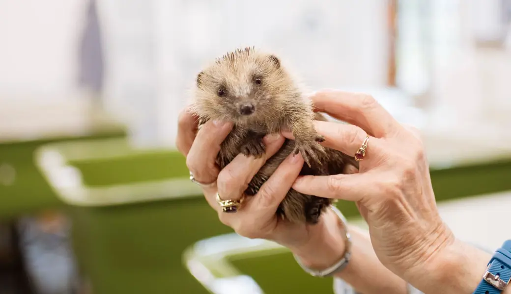 Manche Igel sind auf menschliche Hilfe angewiesen, wie dieser Stachelritter in der Frauenfelder Igelstation.