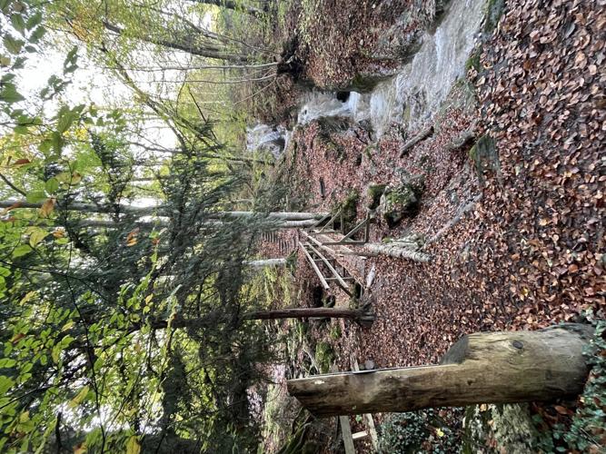 Um bestehende Infrastruktur nicht zu gefährden, werden instabile Bäume im kommenden Winter geerntet. Um bestehende Infrastruktur nicht zu gefährden, werden instabile Bäume im kommenden Winter geerntet.